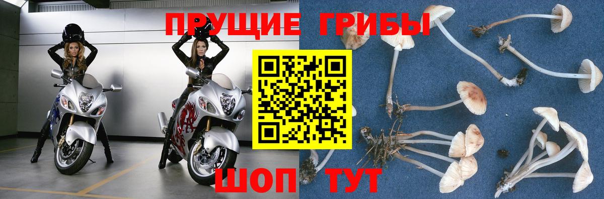 Галлюциногенные грибы мицелий  Псилоцибиновые грибы Psilocybine cubensis  Бугуруслан  Вход с VPN 